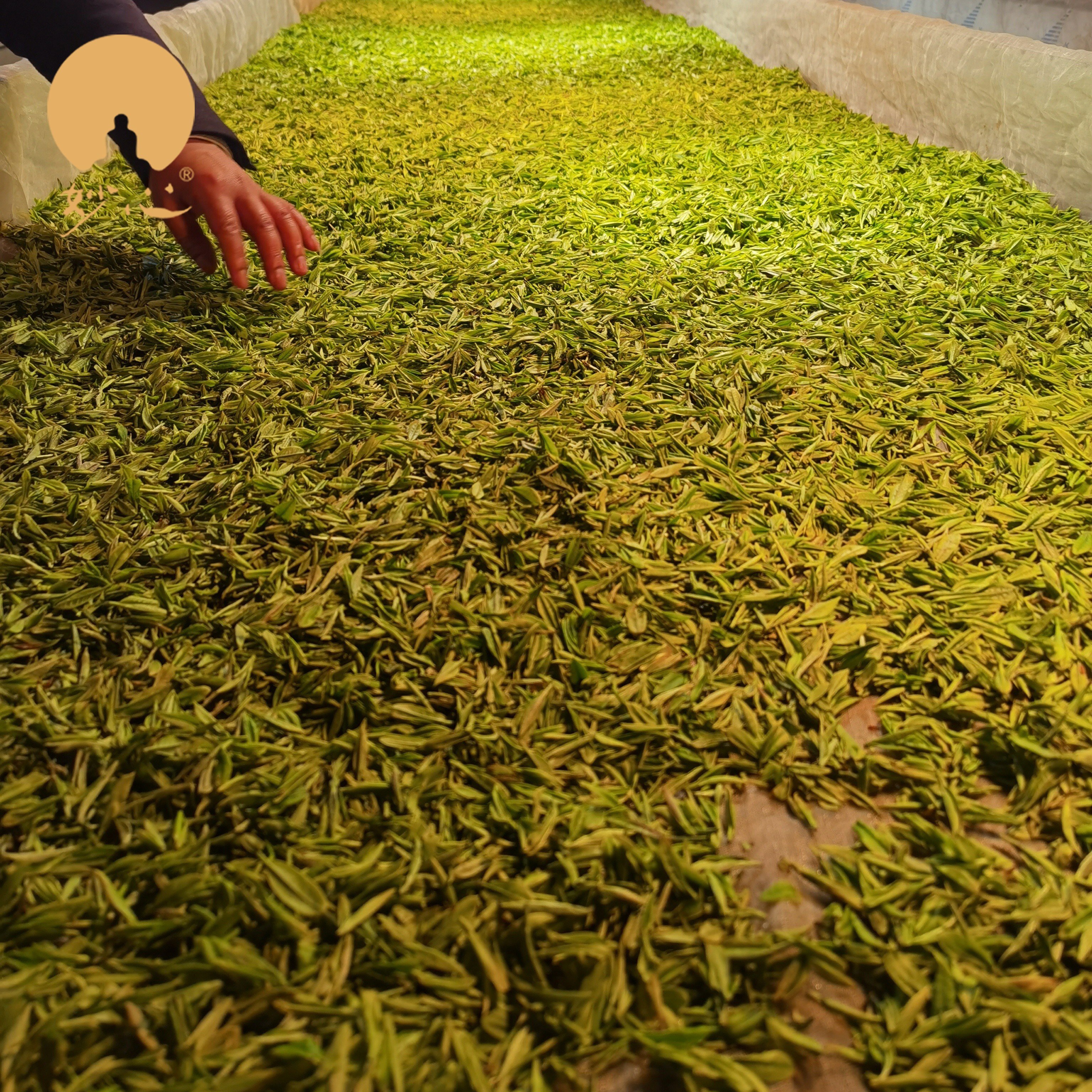 The Taste of World Champion- Miaopin Premium Organic Dried Black Tea Loose Leaf Health Tea Great Taste 2 Stars Slimming Tea