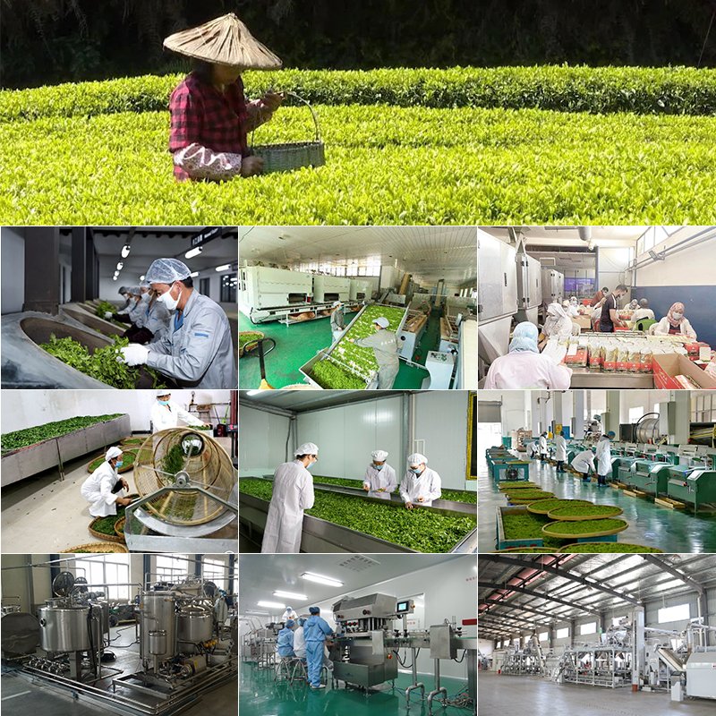 Wholesale Effective Natural Weight Loss Tea Fat Burning Slimming Organic Herb Tea Burn Fat Weight Loss Detox Slim Tea