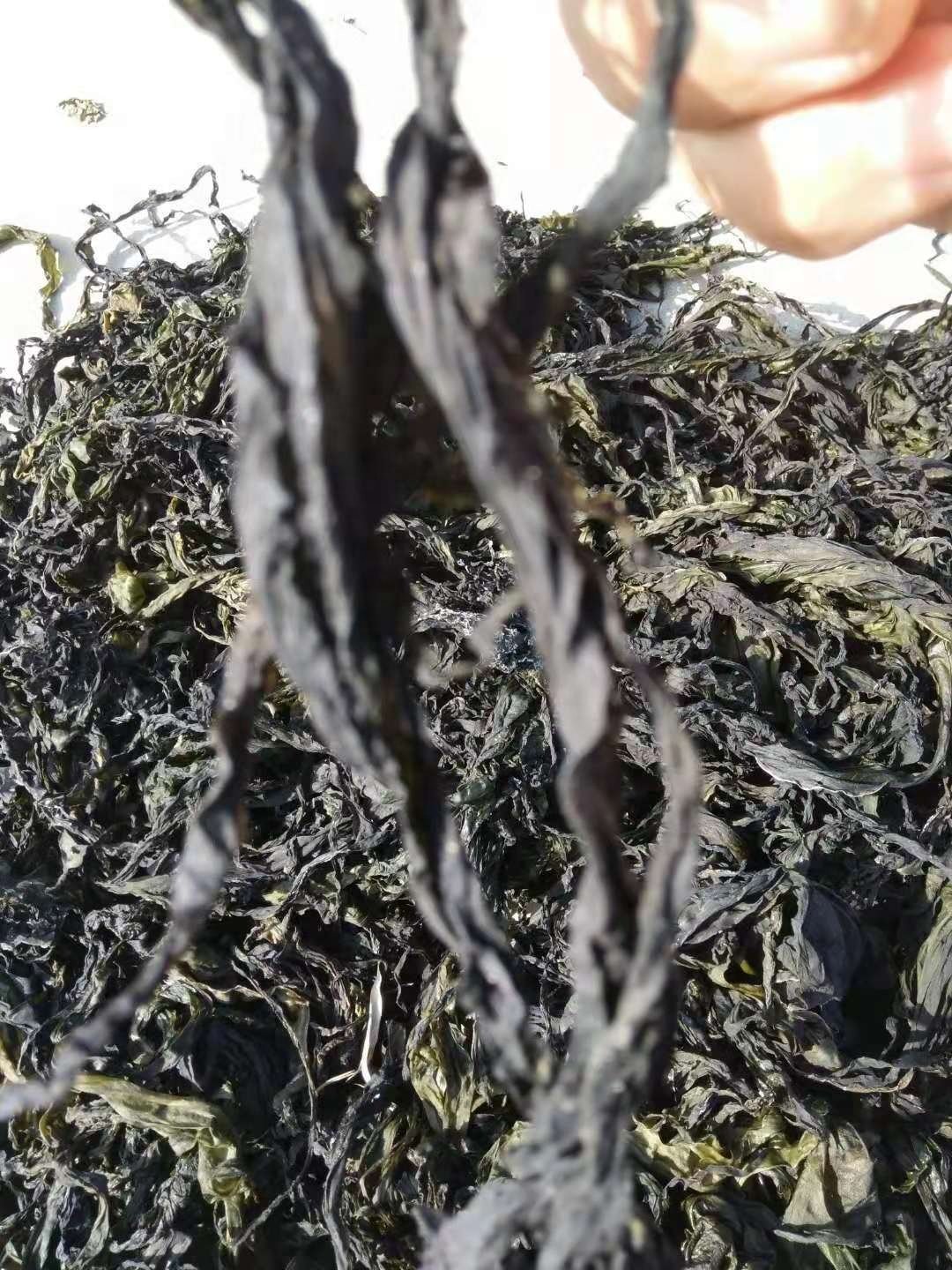 hot sale dried kelp for animal feed dry seaweed