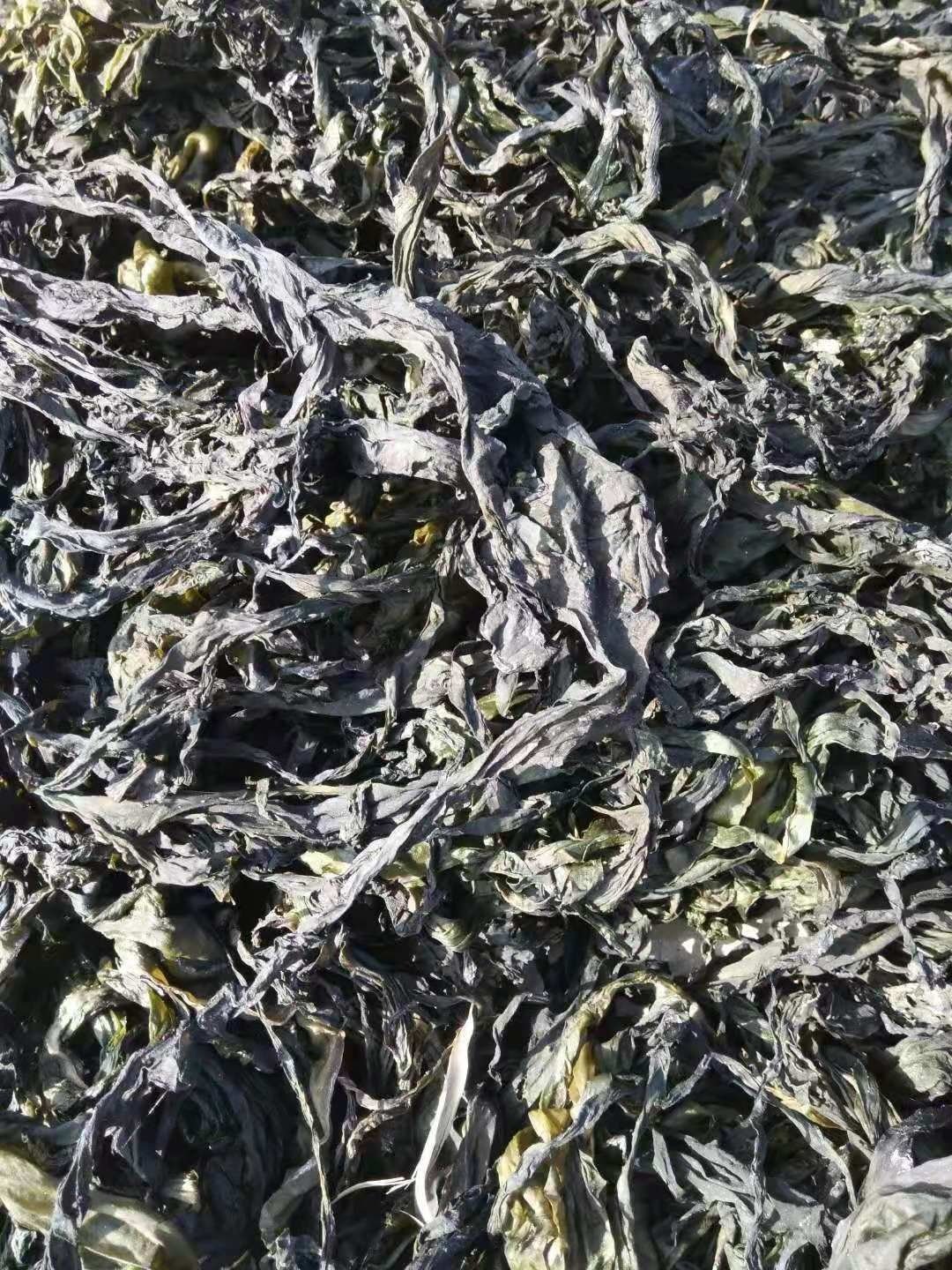 hot sale dried kelp for animal feed dry seaweed
