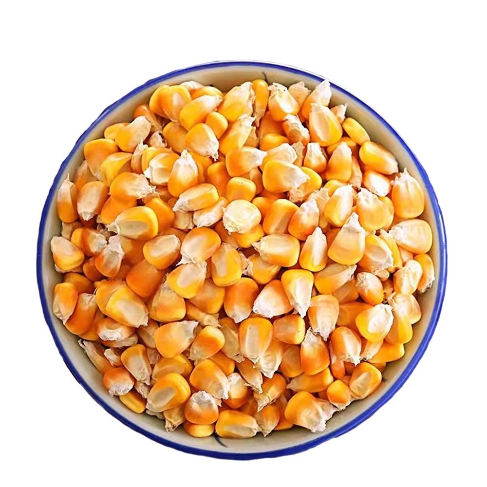 Animal Feed Yellow Maize / Corn Animal Feed dried corns for human food Wholesale available