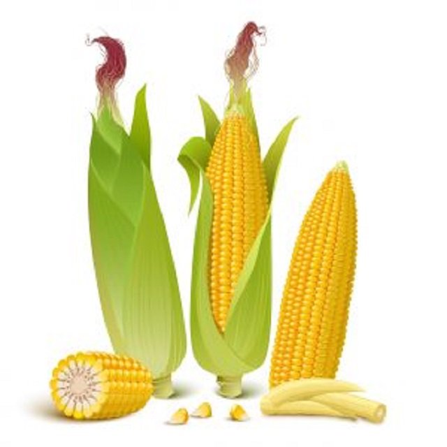 Animal Feed Yellow Maize / Corn Animal Feed dried corns for human food Wholesale available