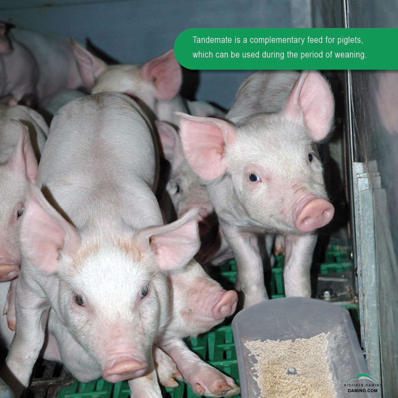 Tandemate Complementary Complementary Feed from Willow Extract Fiber & Yeast Stabilizes Digestion during Weaning Period 15kg