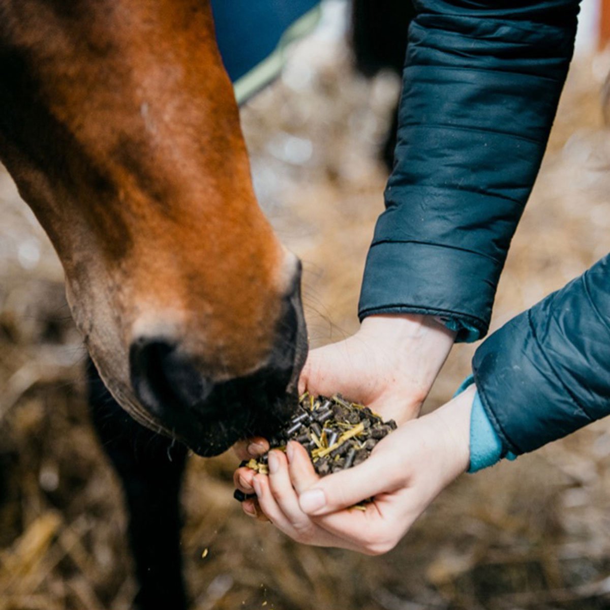 Excellent Quality Green Power Muesli Grain Free Animal Feed 20Kg For Sport And Breeding Horses