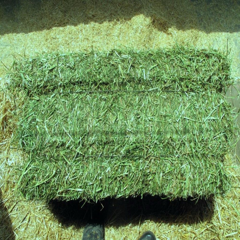 Alfafa Hay Feed/ Best Alfalfa For Sale Alfafa Hay Animal Feeding Stuff Alfalfa, hay/alfalfa hay Top Quality Alfafa Hay Animal