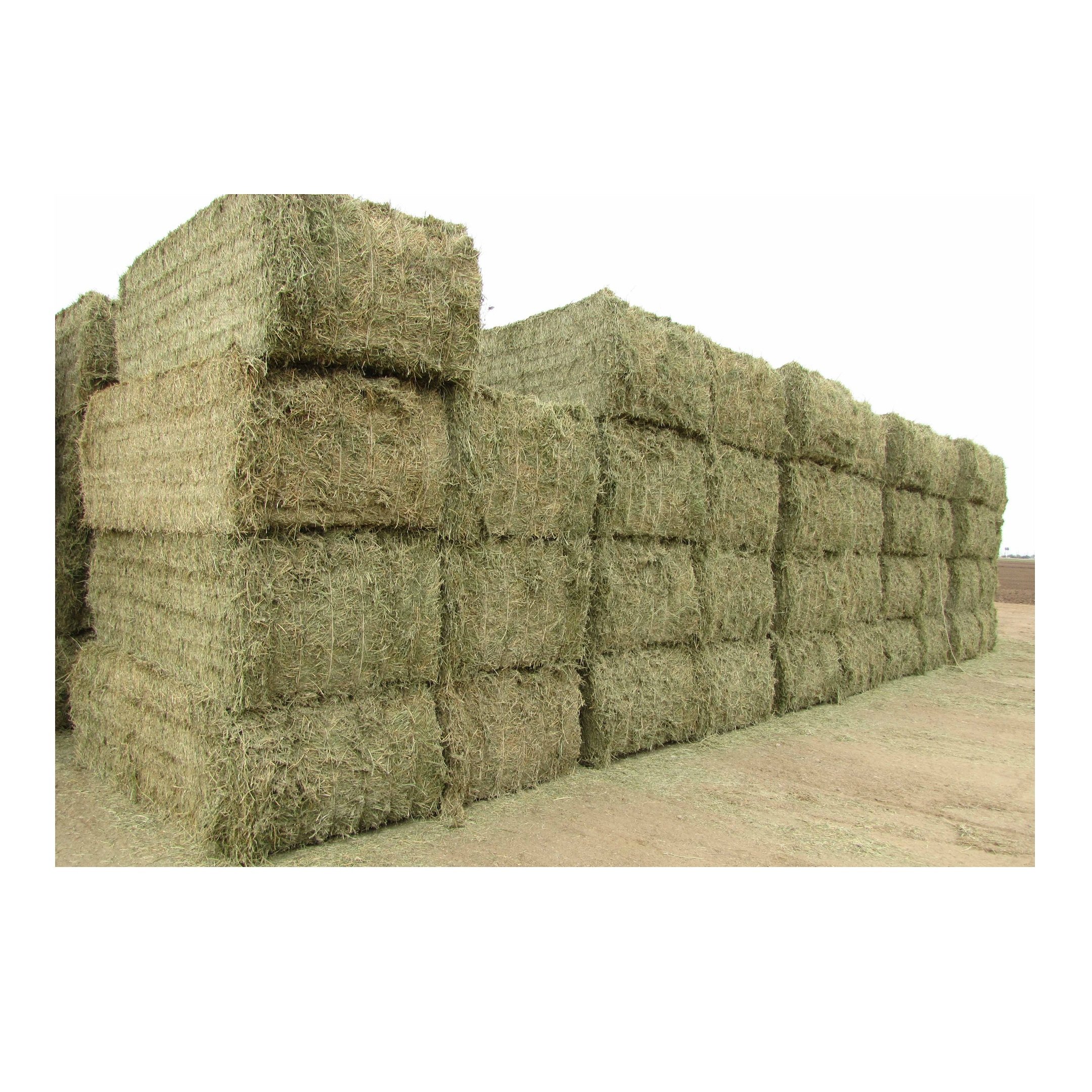 Alfalfa for feeding animals for cattle and other farm animals great quality from manufacturer alfalfa hay for sale