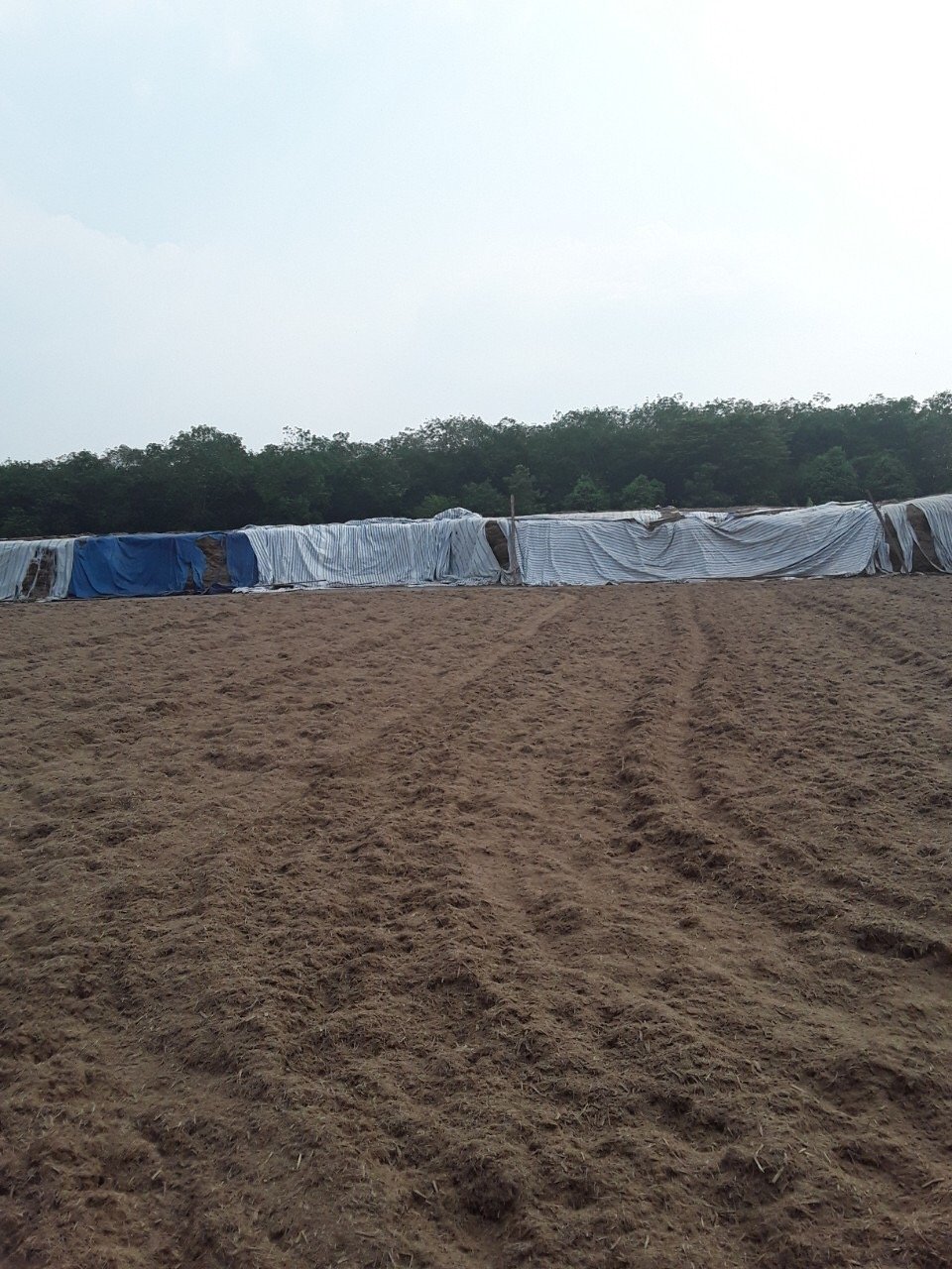 2022 Hot Sale High Quality Fermented Bagasse Pellets Animal Feed for Horse Pig and Other Animals from a Major Supplier