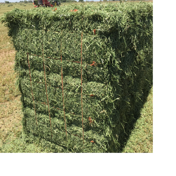Premium Quality Alfalfa Hay / Timothy Hay, At Low Price / Cheap Top Quality Alfalfa Hay for Animal Feeding