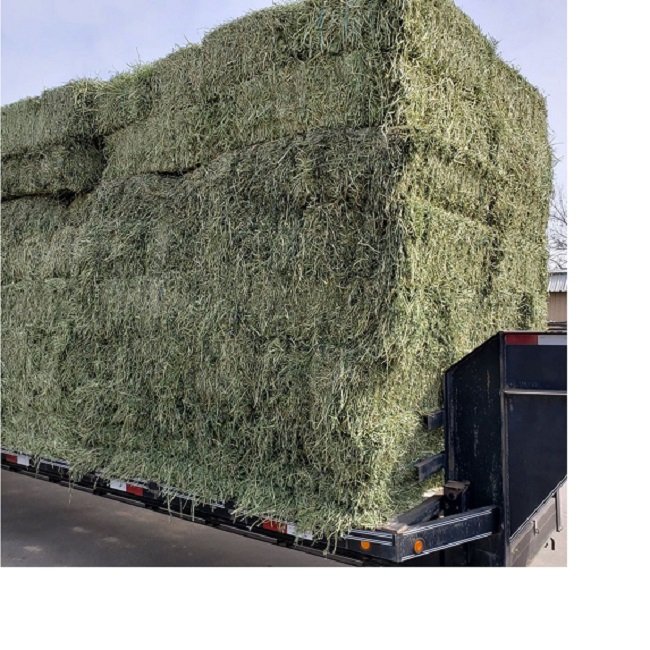 Premium Quality Alfalfa Hay / Timothy Hay, At Low Price / Cheap Top Quality Alfalfa Hay for Animal Feeding