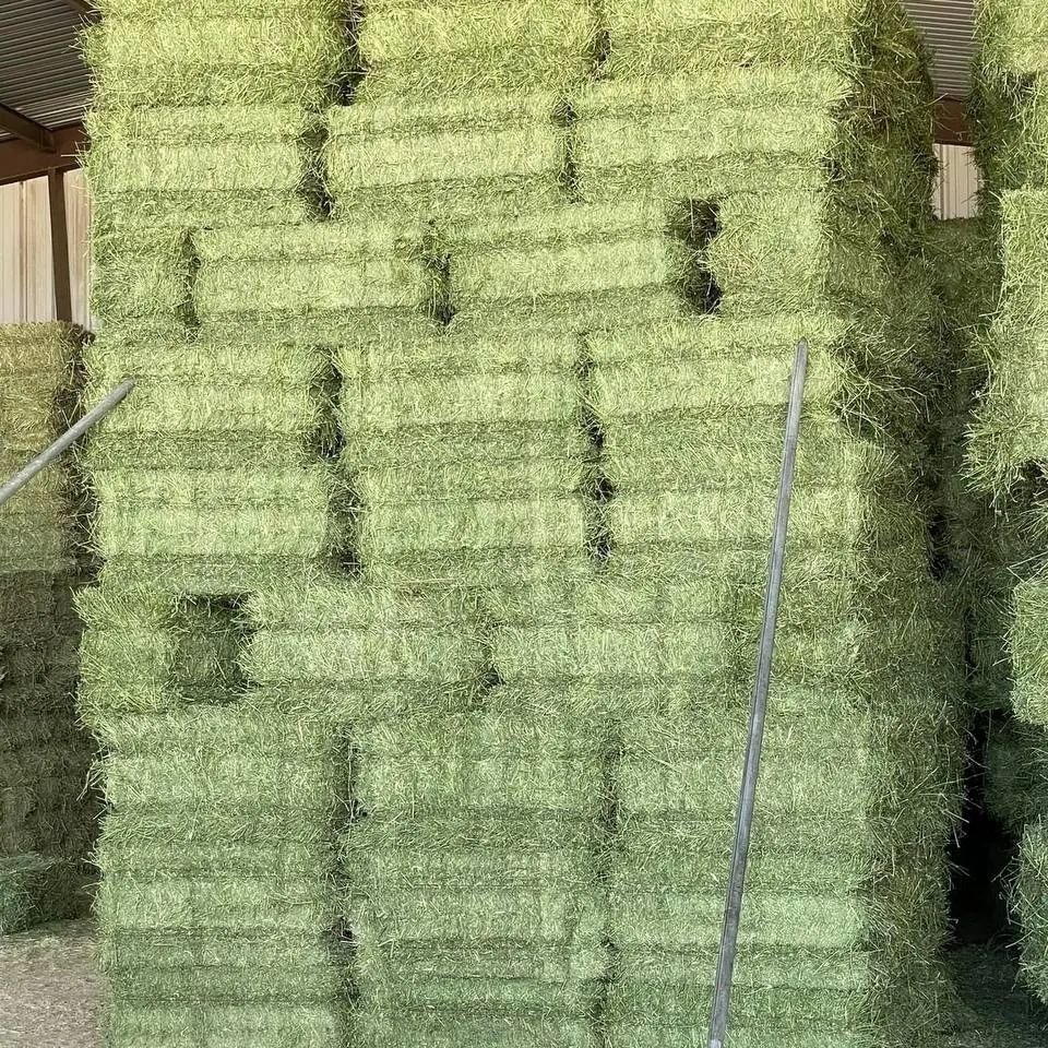 Alfalfa for feeding animals for cattle and other farm animals great quality from manufacturer alfalfa hay for sale