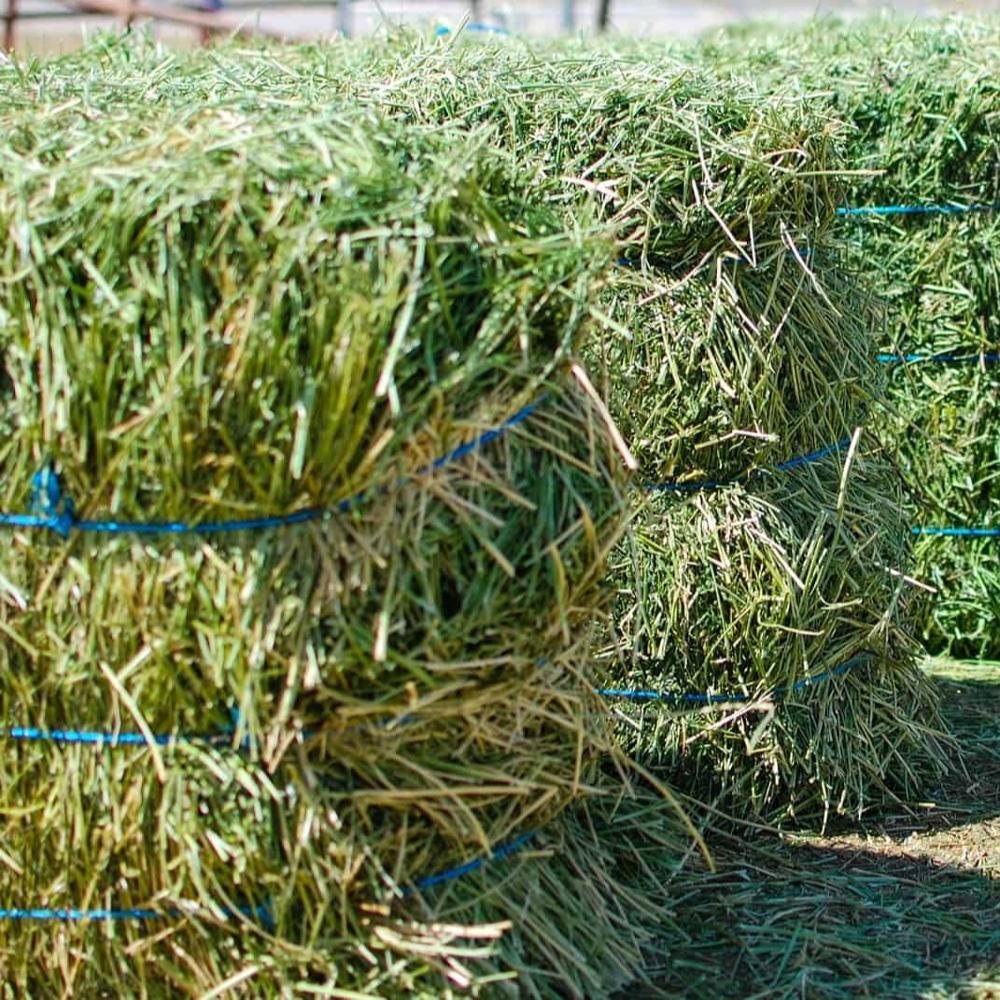 Bulk Top Grade Alfalfa for Animal Feed / Alfalfa Hay from Spain for Export