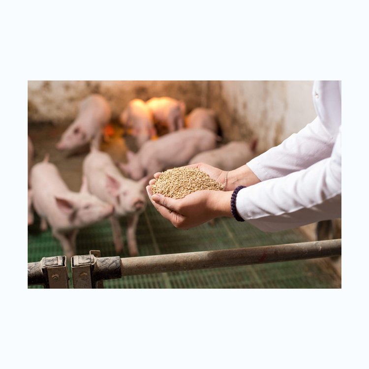 Pig Complex Probiotic Premixed Feed For Livestock And Poultry Pig Grower Feed