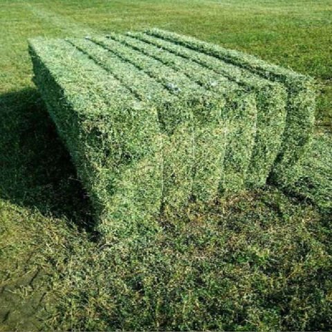 Alfalfa Hay Animal Feeding & Alfalfa Hay Bales For Cattle Feed & Horse Feed For Sale