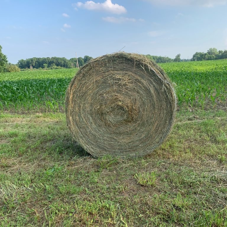Alfalfa Hay Animal Feeding & Alfalfa Hay Bales For Cattle Feed & Horse Feed For Sale
