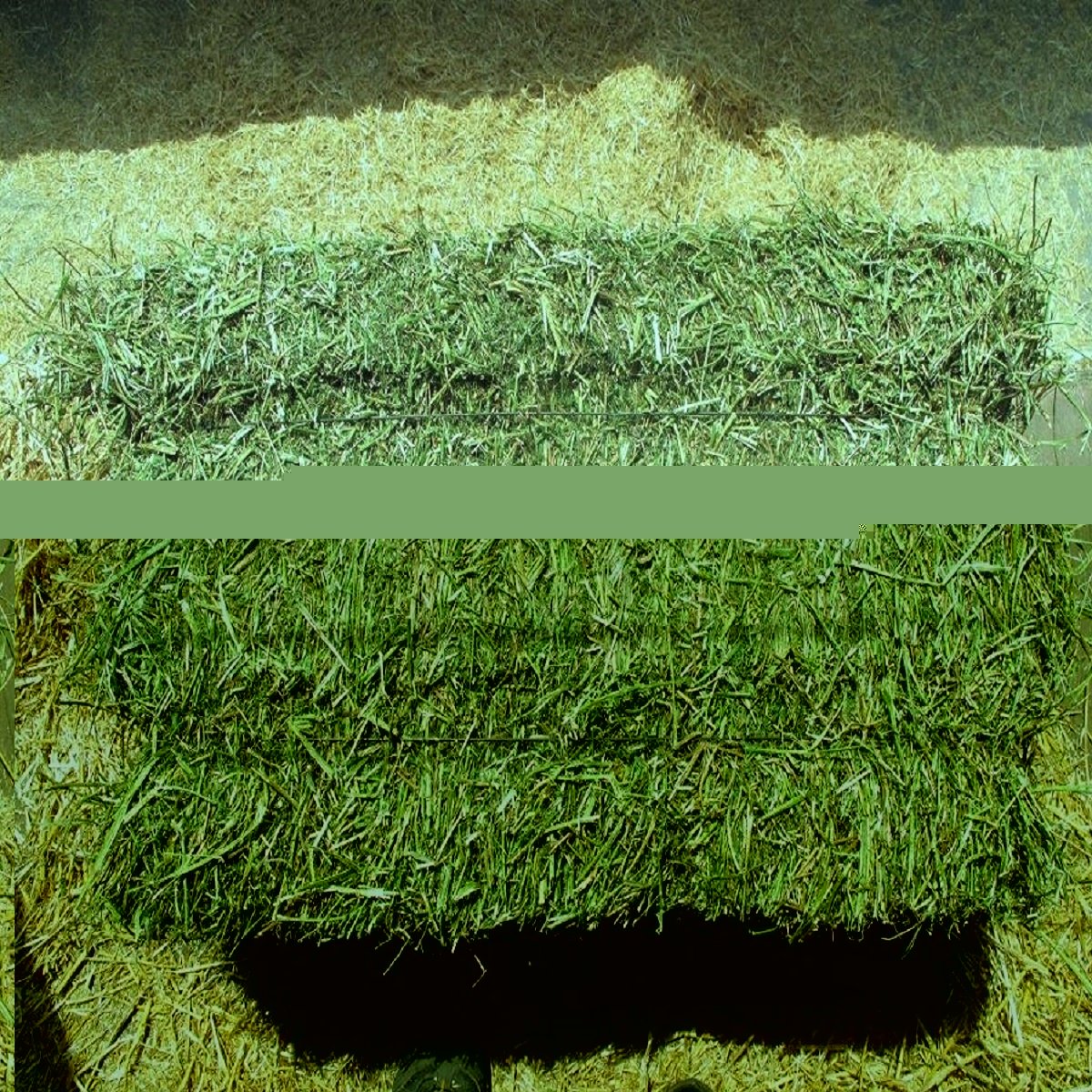 Top Grade Animal Feed Alfalfa Hay From Cyprus