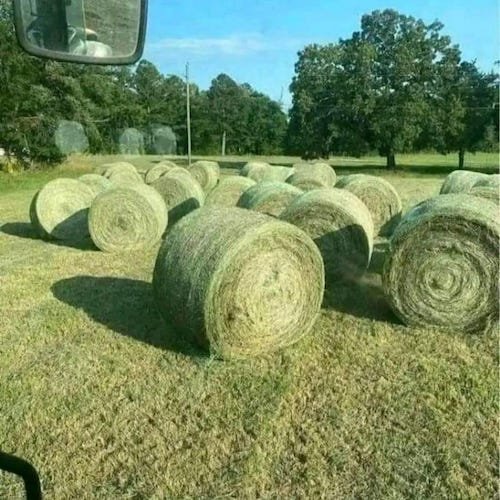 Wheat Alfalfa Hay in round Bales Animal Feed for Cattle Horses Fish Powder Appearance