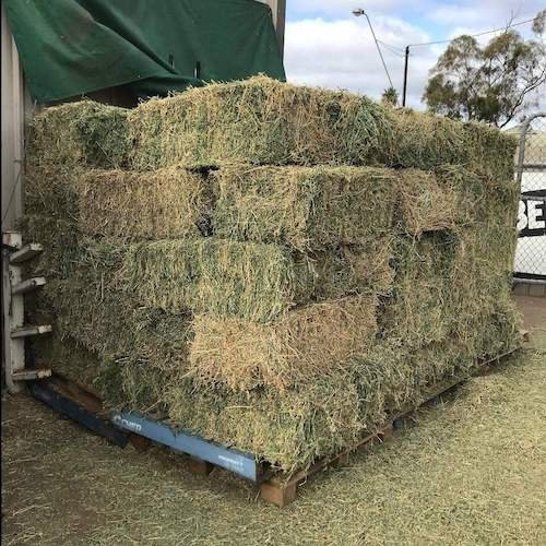 Wheat Alfalfa Hay in round Bales Animal Feed for Cattle Horses Fish Powder Appearance