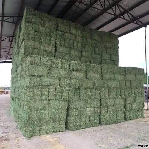 Wheat Alfalfa Hay in round Bales Animal Feed for Cattle Horses Fish Powder Appearance