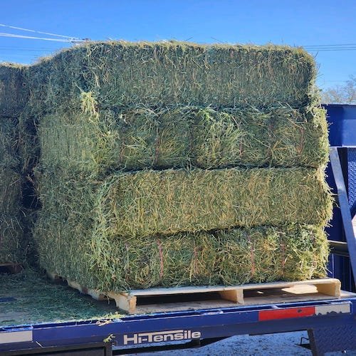 Wheat Alfalfa Hay in round Bales Animal Feed for Cattle Horses Fish Powder Appearance