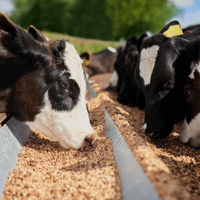 High Quality Copra Meal High Protein Animal Feed at Best Price