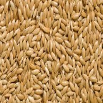 Buy canary seeds At Wholesale Best Factory Price For Bird And Animal Feed