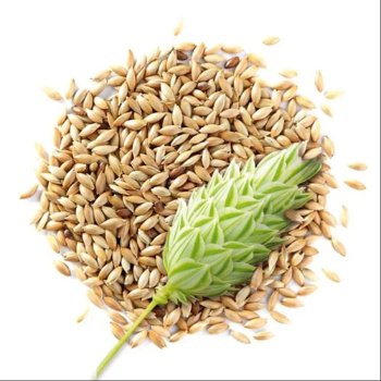 Buy canary seeds At Wholesale Best Factory Price For Bird And Animal Feed