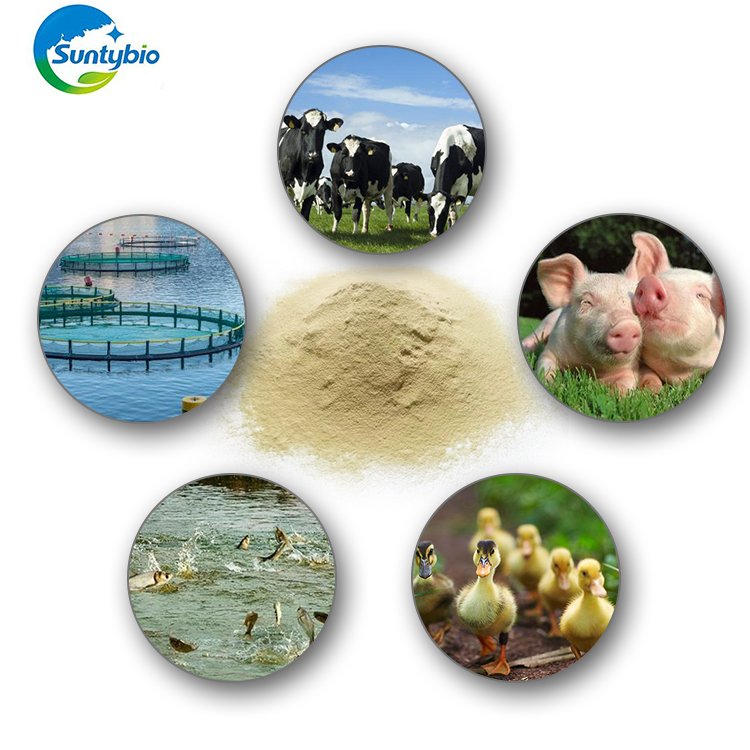 aqua animal feed nutritional yeast hydrolysate/autolyzed Yeast protein Feed Grade Yeast for poultry