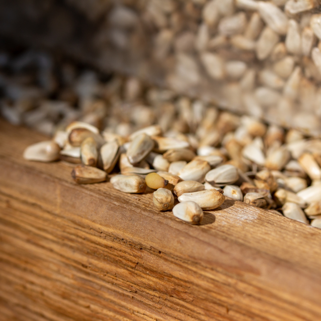 Top Quality Safflower Seeds for Export in Bulk Quantities for Animal and Bird Feed at Competitive Prices from India