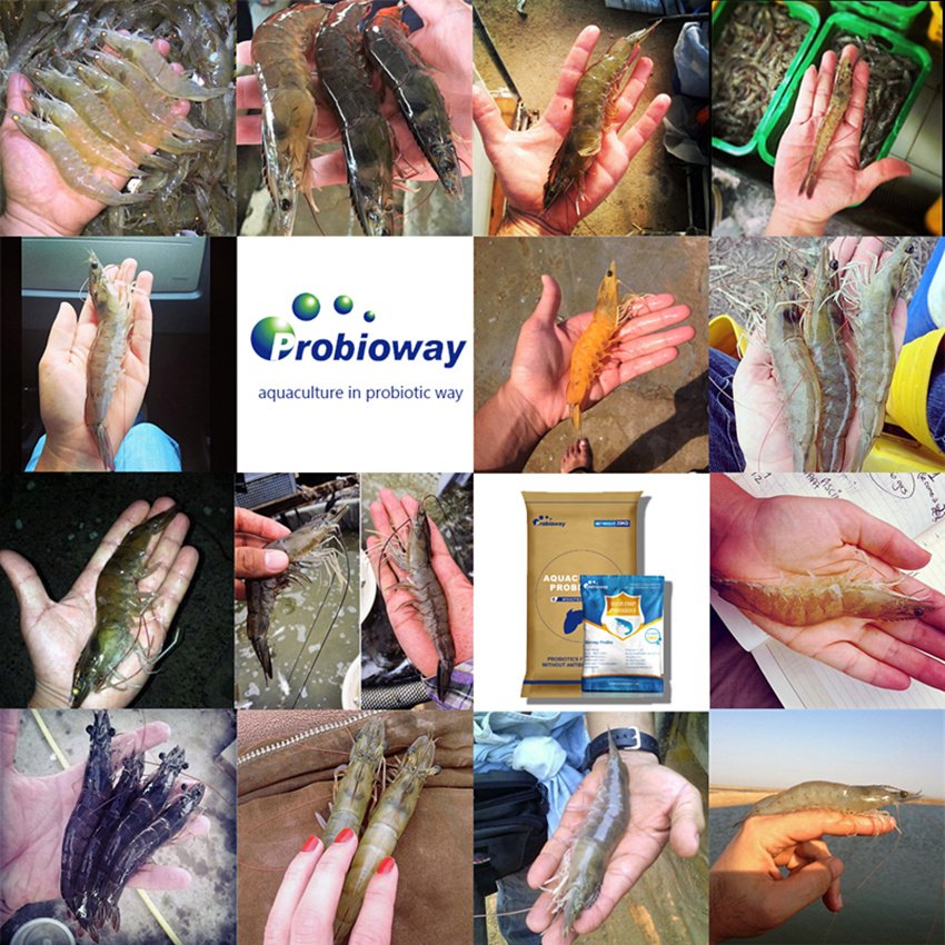Bacillus amyloliquefaciens HH-BA23 500 billion probiotic powder animal feed additives direct fed microbials aquaculture
