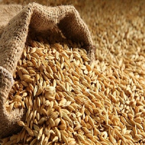 Feed Barley German Wholesale Natural Organic First Grade Animal Feed Barley 50 Kg Bag Packaging Barley Seeds Cereal Grain
