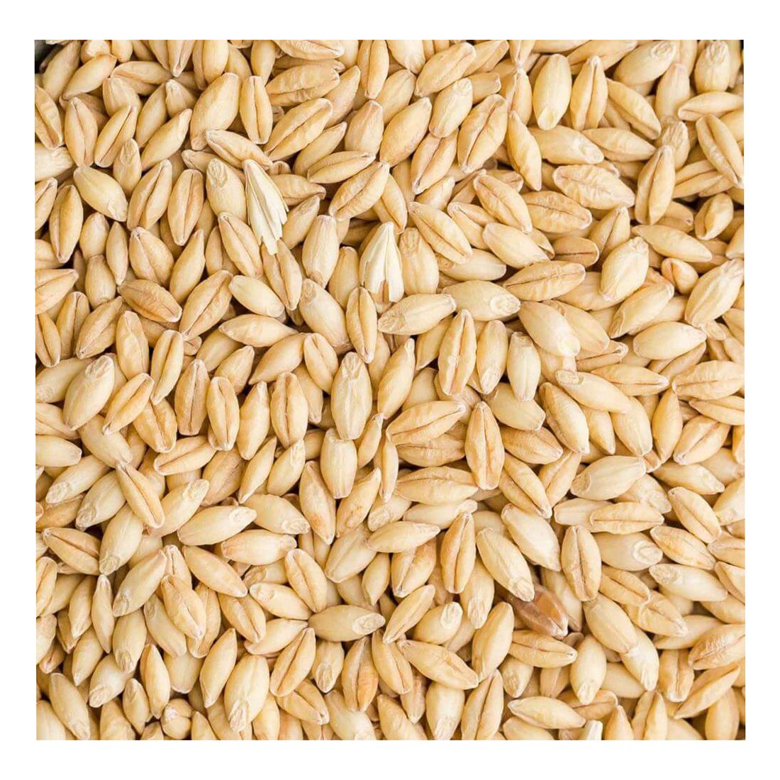 Feed Barley German Wholesale Natural Organic First Grade Animal Feed Barley 50 Kg Bag Packaging Barley Seeds Cereal Grain