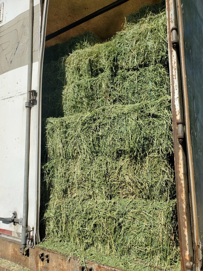 100% Premium Alfalfa Hay, Rhodes Grass, Oats Hay Ready / Oats Hay Animal Feed for Sale