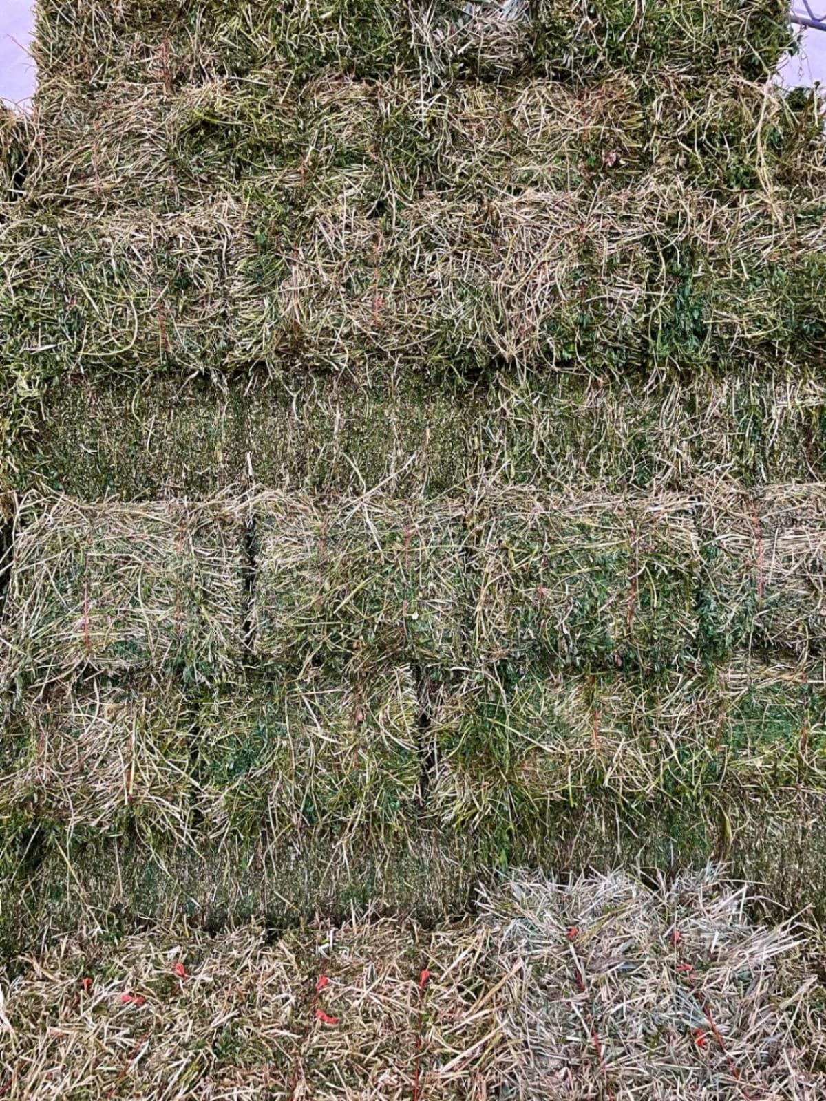 100% Premium Alfalfa Hay, Rhodes Grass, Oats Hay Ready / Oats Hay Animal Feed for Sale