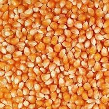 Yellow Corn - (Animal Feed)