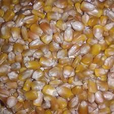 Yellow Corn - (Animal Feed)