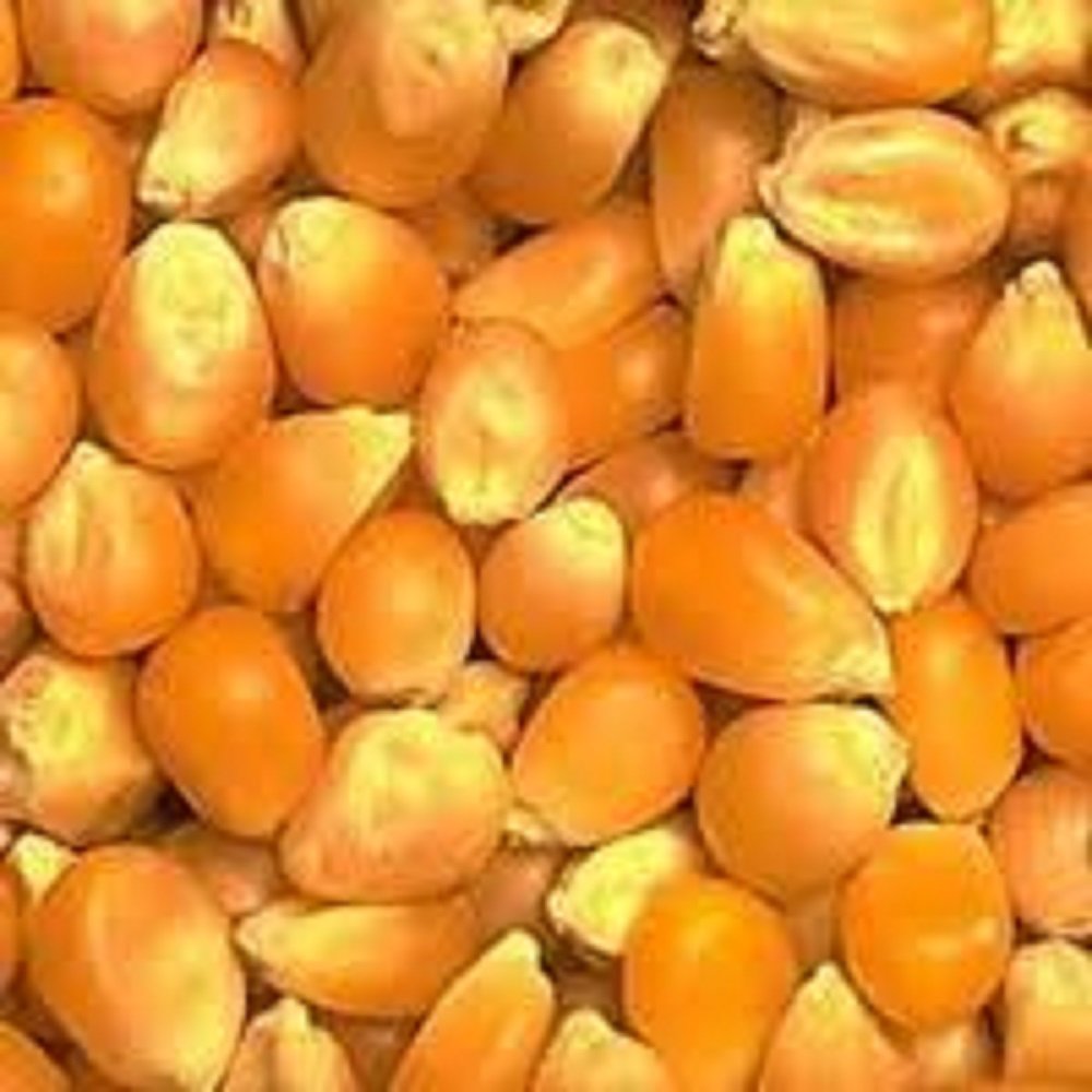 Yellow Corn - (Animal Feed)