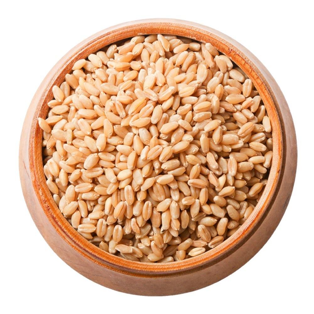 Organic Malted Barley Seeds for Animal Feed Dried Pearl Barley for Malt and Feed Cultivation