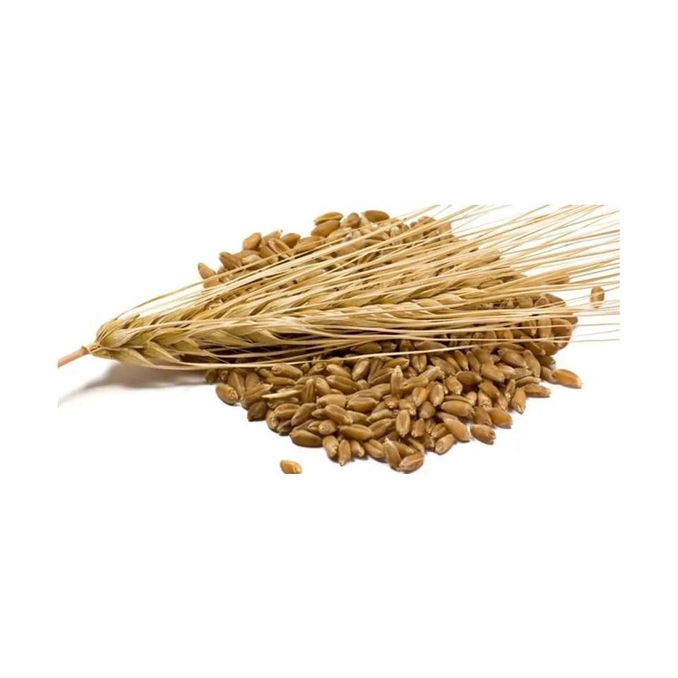 Organic Malted Barley Seeds for Animal Feed Dried Pearl Barley for Malt and Feed Cultivation