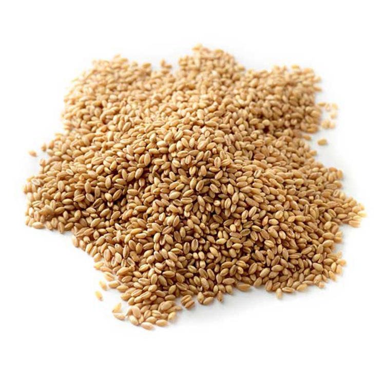 Organic Malted Barley Seeds for Animal Feed Dried Pearl Barley for Malt and Feed Cultivation
