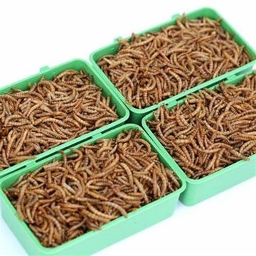 Buy Cheap Dried Mealworms Bird and Fish Food High-Protein Animal Feed