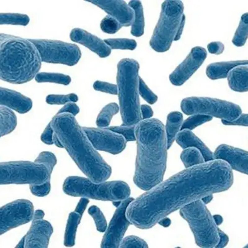 Oem Service Improve Animal Feed Intake 50 Billion Additives Probiotics Powder Bacillus Coagulans Poultry Feed Concentrate