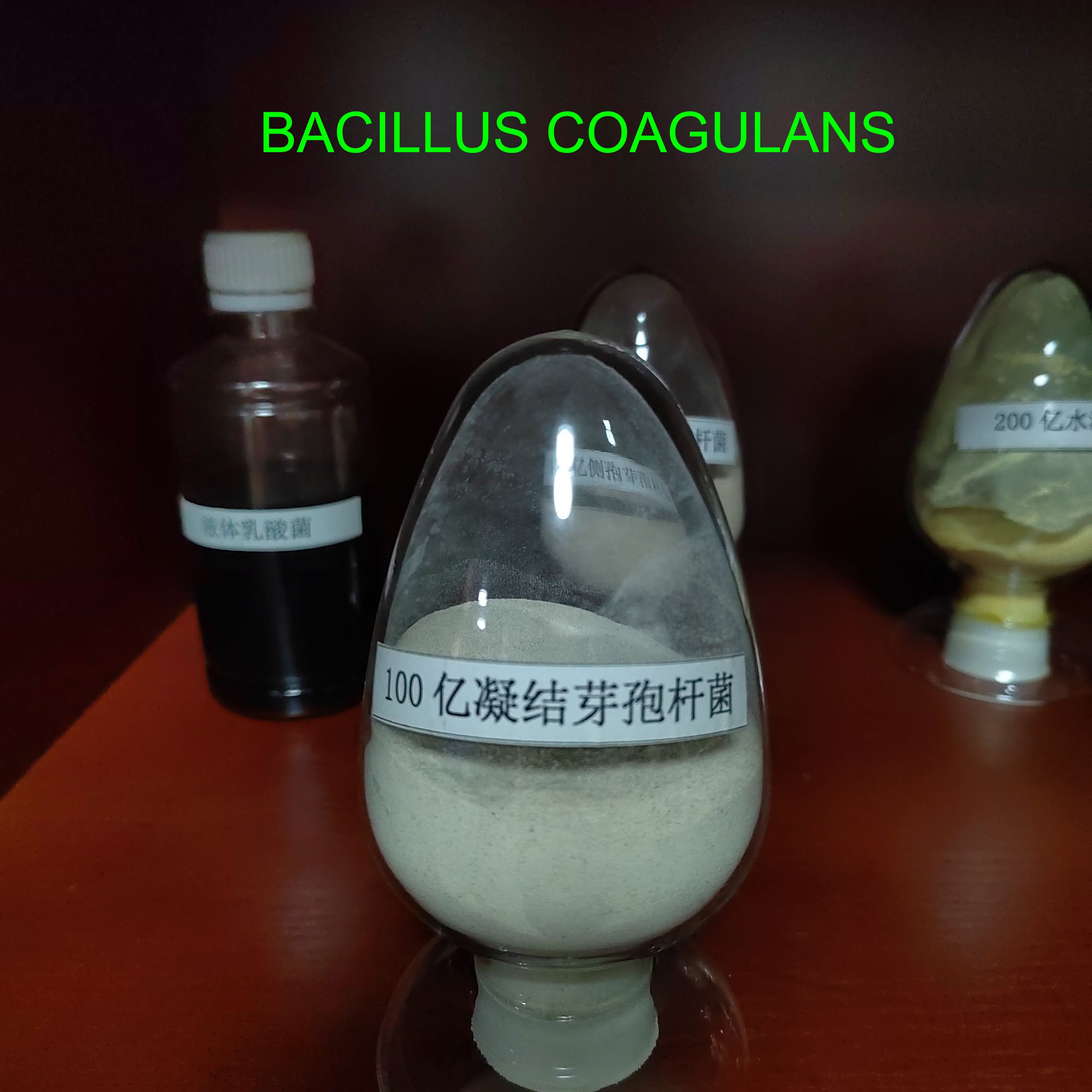 Oem Service Improve Animal Feed Intake 50 Billion Additives Probiotics Powder Bacillus Coagulans Poultry Feed Concentrate