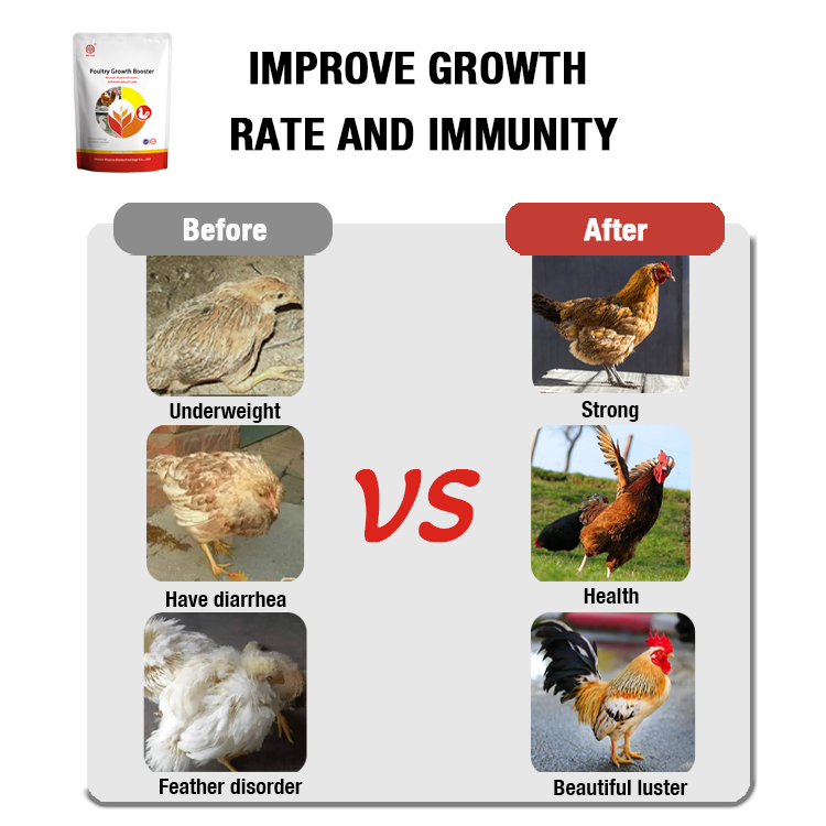 Animal Feed Additive Broiler Promoter Fast Growth And Weight Gain Chicken Booster Poultry Feed Additives Growth Promoters
