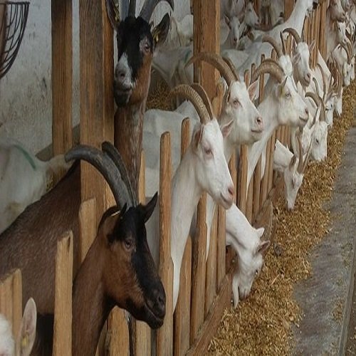 NEW ZEALAND ANIMAL FEED 30-35% HIGH PROTEIN PKE/PKC PALM KERNEL CAKE OIL FEED COW,SHEEP,GOAT IN Oamaru Otago NEW ZEALAND