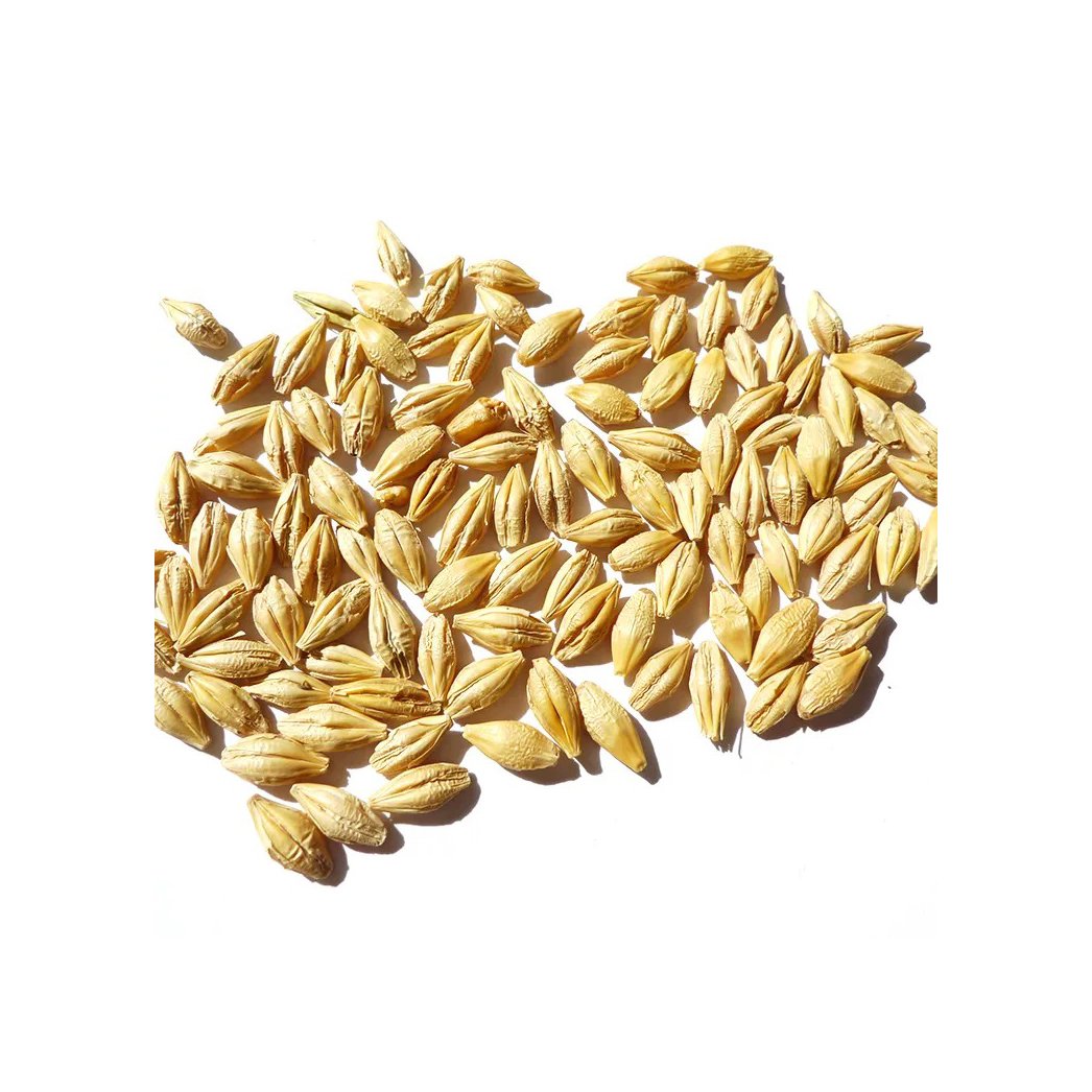 Best quality barley grain for malt, malted feed and malted animal feed