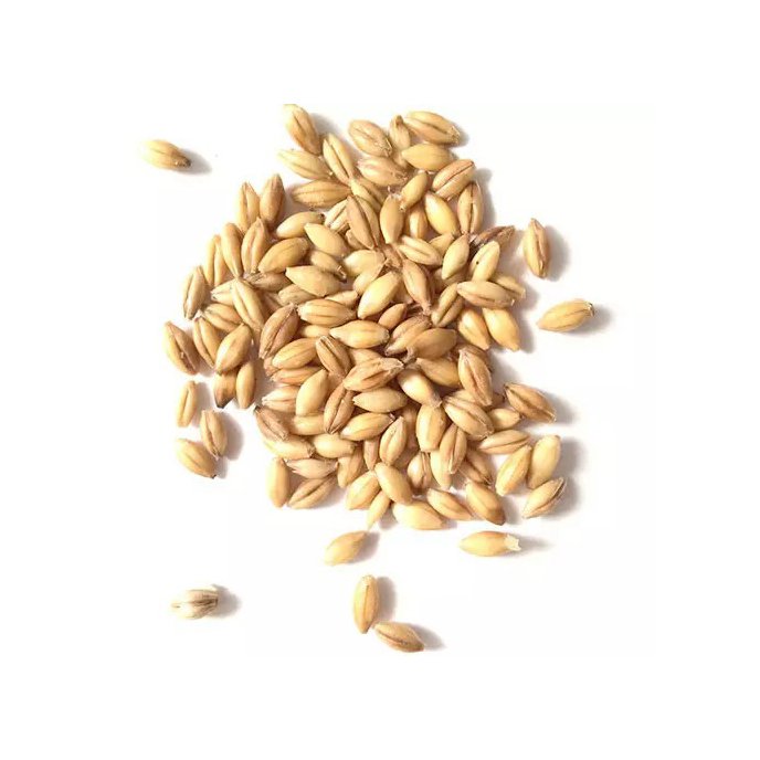 Best quality barley grain for malt, malted feed and malted animal feed