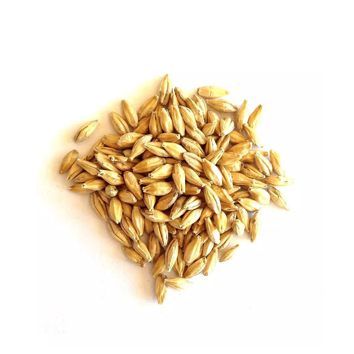 Best quality barley grain for malt, malted feed and malted animal feed