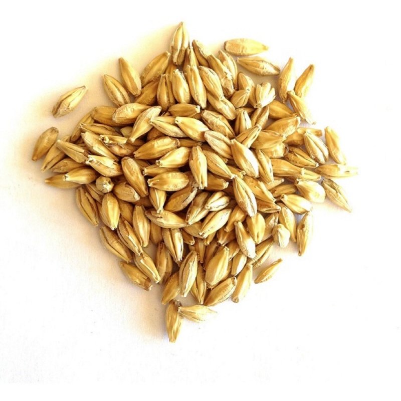Feed Barley For Animal Feed and Human
