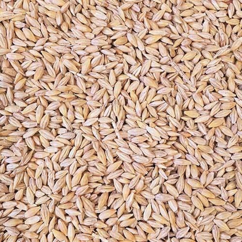 Feed Barley For Animal Feed and Human