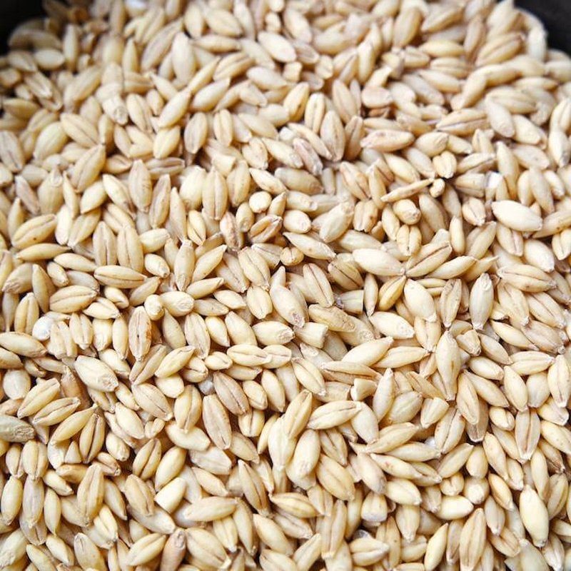 Feed Barley For Animal Feed and Human